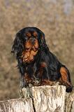 CAVALIER KING CHARLES 381